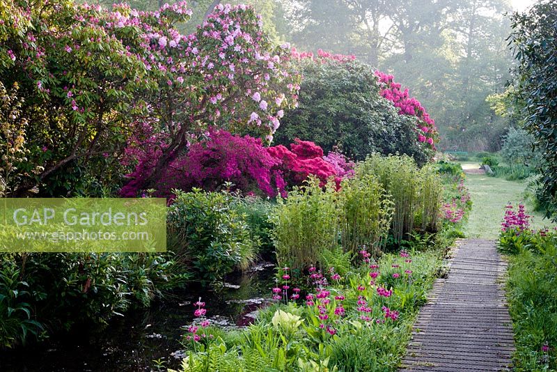 Hoveton Hall: Dyke with boardwalk lined with  Primula pulverulenta - candelabra primula and  Osmunda regalis - royal fern. Kurume hybrid azaleas and Rhododendron 'Pink Pearl' on opposite bank