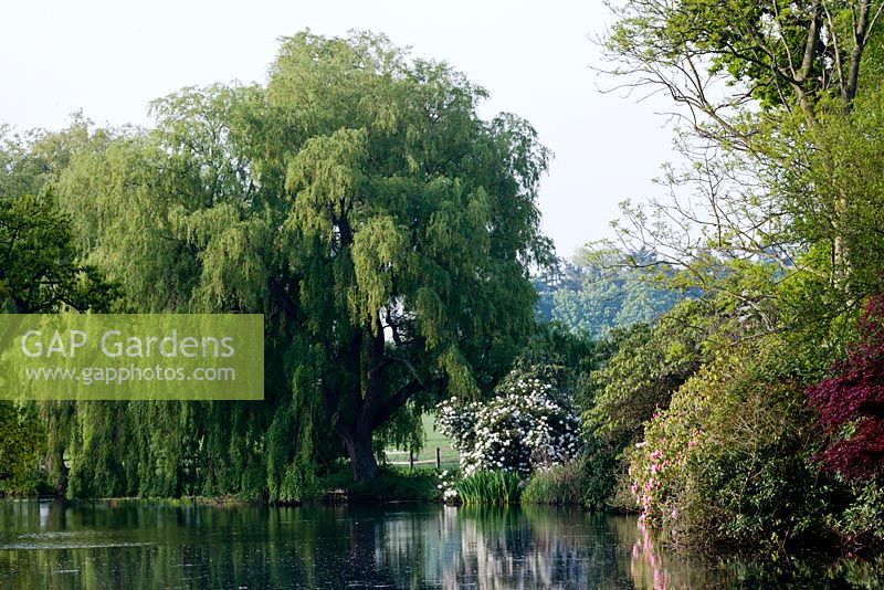 View across lake to willow - salix and Rhododendron 'Loder's White' AGM