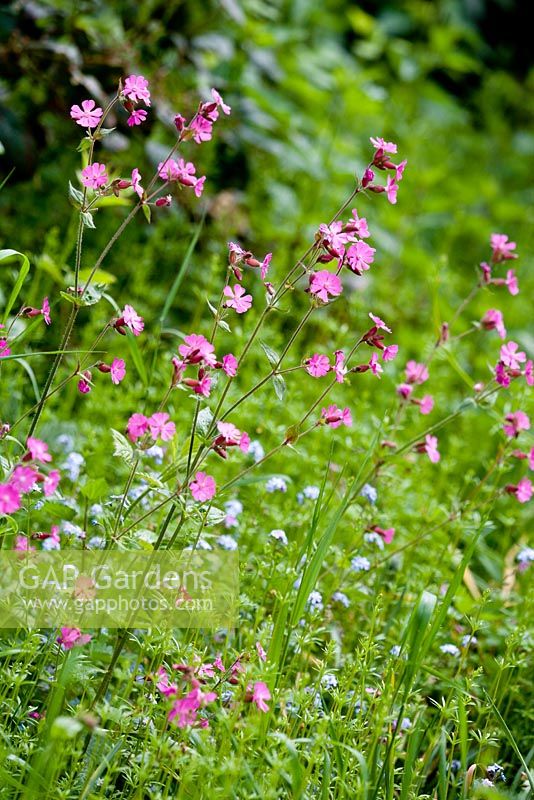 Silene dioica - red campion with forget-me-not - Myosotis sylvatica , syn. M. alpestris