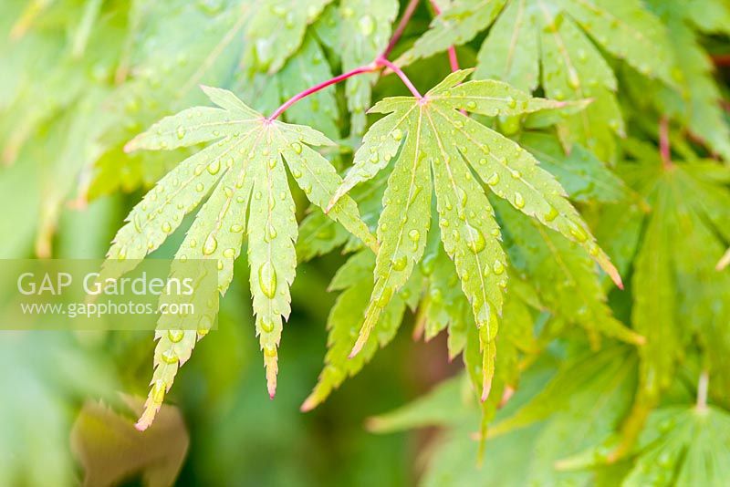 Acer palmatum 'Sango-kaku', syn. A. palmatum 'Senkaki'
