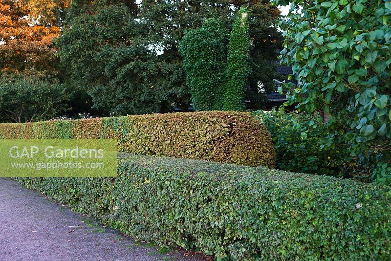 Double hedging with Crataegus flabellata var. grayana, outer and Carpinus betulus, inner - early September - Private garden, Malmo, Sweden