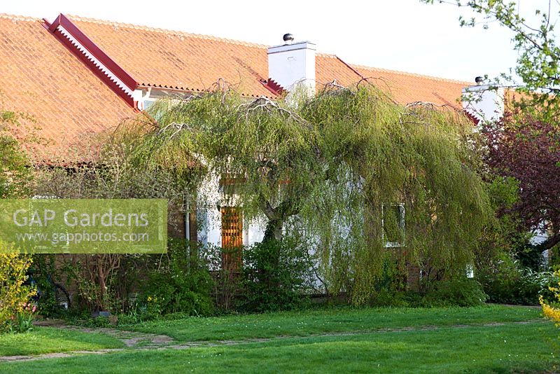 Betula pendula 'Youngii' - Malmo, Sweden