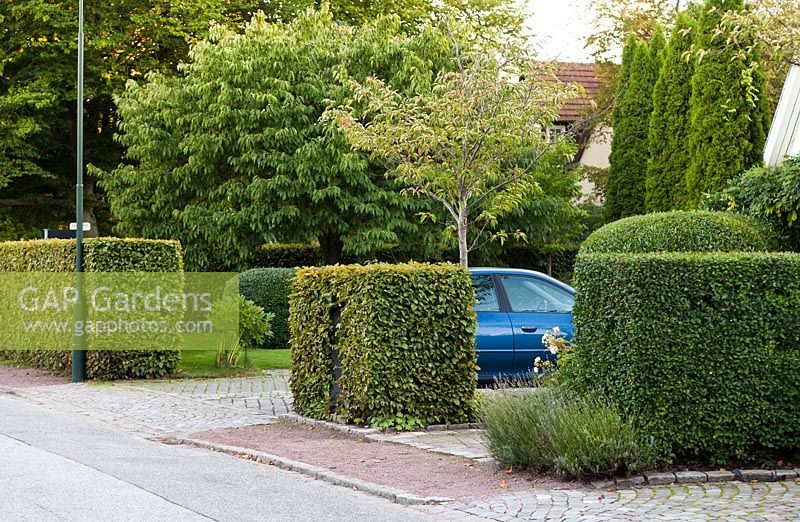 Hedges of Ligustrum vulgare and Carpinus betulus - early September - Private garden, Malmo, Sweden