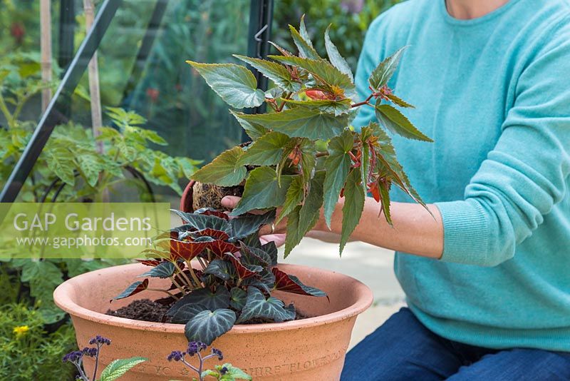 Removing Begonia boliviensis 'Santa Cruz Sunset' from pot