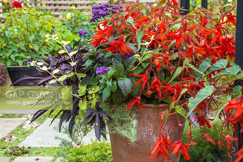 Tropical pot containing Helichrysum petiolare 'Gold', Heliotropium arborescens 'Butterfly Kisses', Begonia boliviensis 'Santa Cruz Sunset', Begonia 'Glowing Embers' and Ipomoea 'Bright Ideas Black' Bright Ideas series
