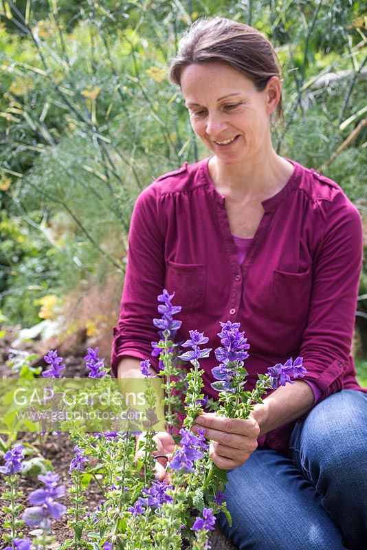 Woman cutting a bunch of Salvia horminum 'Blue Denim' flowers