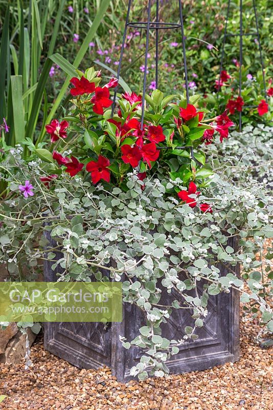 Container planted with Helichrysum petiolare and Mandevilla Jade 'Scarlet' Diamantina series