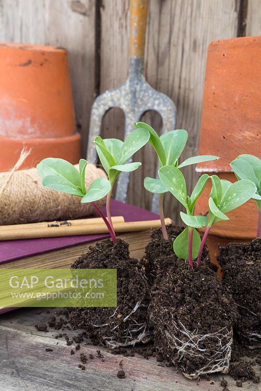 Cerinthe major 'Purpurascens' plugs with pots, string, book and hand fork