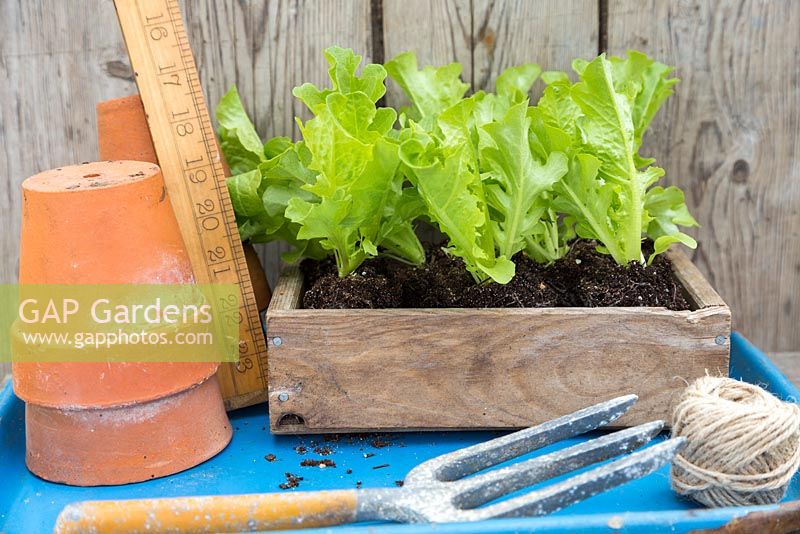 Lettuce plugs on blue tray with string, ruler, hand fork and pots