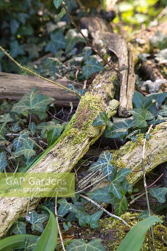 Pile of decomposing wood in a border covered with Ivy. Ideal for Insect and wildlife habitat