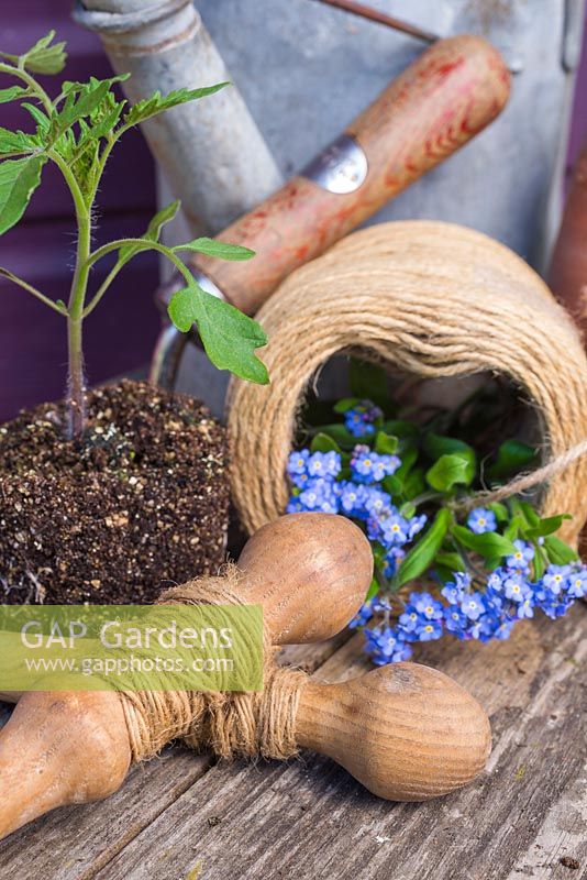 Display of Tomato plant, Myosotis, String, Watering can and sowing tools