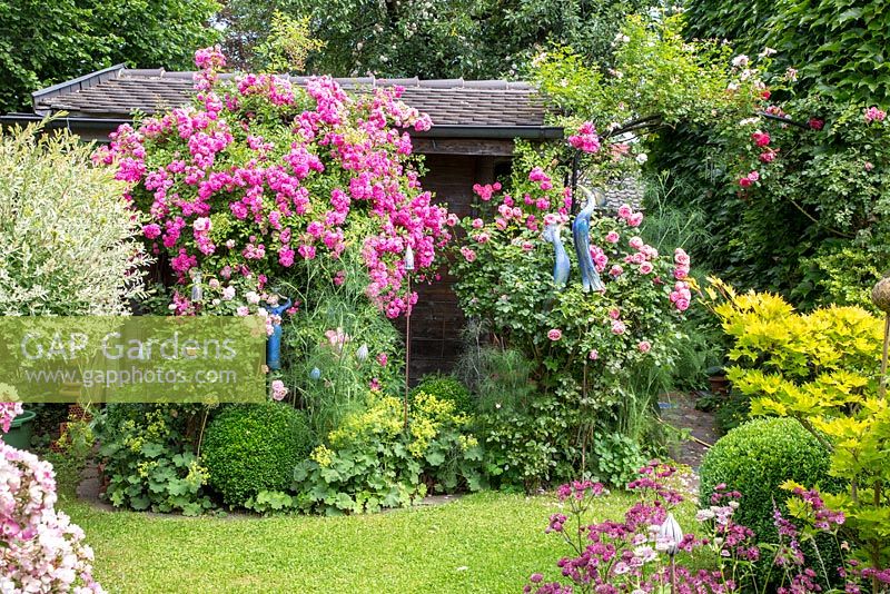 The lush mixed planting of the borders in front of a garden shed is completed with ceramic objects such as a female sculpture and birds. Rosa 'Ballerina', 'Leonardo da Vinci', 'New Dawn', 'Super Dorothy', Acer japonicum 'Aconitifolium', Alchemilla mollis, Astrantia, Buxus, Foeniculum vulgare 'Rubrum'
