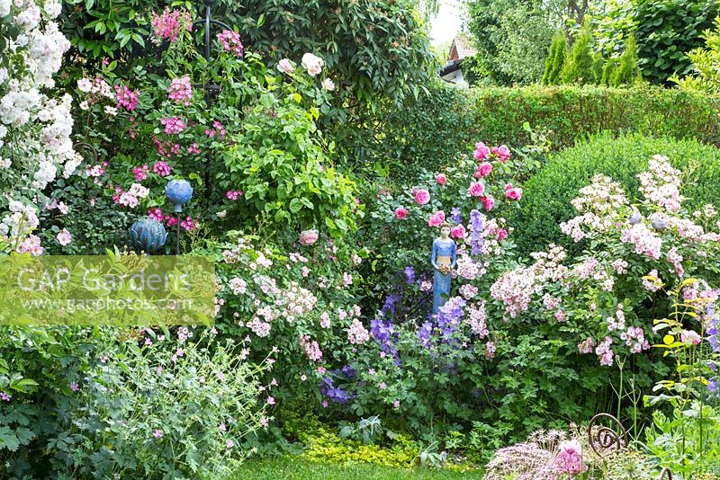 In the middle of a rose garden, blue dressed female ceramic sculpture, 'Ballerina' Rosa 'Leonardo da Vinci', 'Paul's Himalayan Musk', Buxus, Campanula persicifolia var. sessiliflora, Geranium endressii and Lonicera henryi