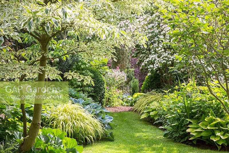 Grass pass through a woodland planting in a plant collectors garden with Bergenia, Buxus, Cornus controversa 'Variegata', Cornus kousa, Geranium psilostemon 'Patricia', Gillenia trifoliata, Hakonechloa macra 'Aureola', Hosta and Lilium