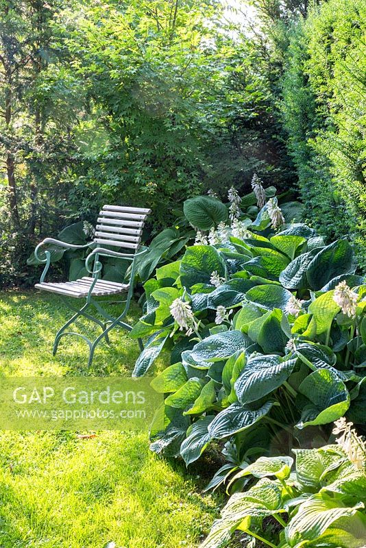 Wooden metal garden chair on a lawn next to Hosta planting backed by yew 'Elegans' Hosta Sieboldiana-Group, Acer palmatum.