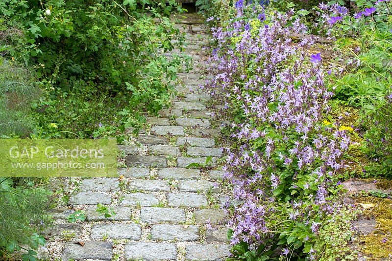 Granite paved garden path overgrown with Campanula poscharskyana 'Lisduggan'
