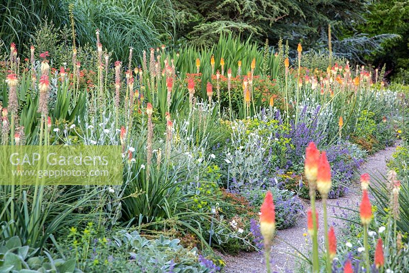 The kniphofia slope at Weihenstephan Trial Garden contains Kniphofia 'Alcazar' Lychnis coronaria 'Alba', Nepeta, Euphorbia griffithii 'Fireglow'