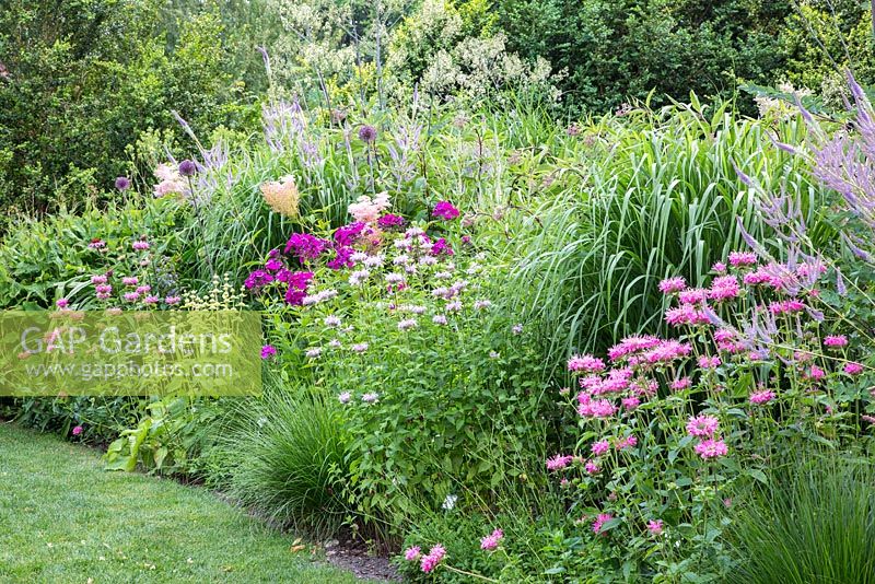 Perennial border with Filipendula rubra 'Venusta', Monarda 'Elsie's Lavender' and 'Marshall's Delight', Phlox paniculata 'Dusterlohe', Thalictrum 'Elin', Stachys grandiflora 'Superba' and Veronicastrum virginicum 'Fascination' 