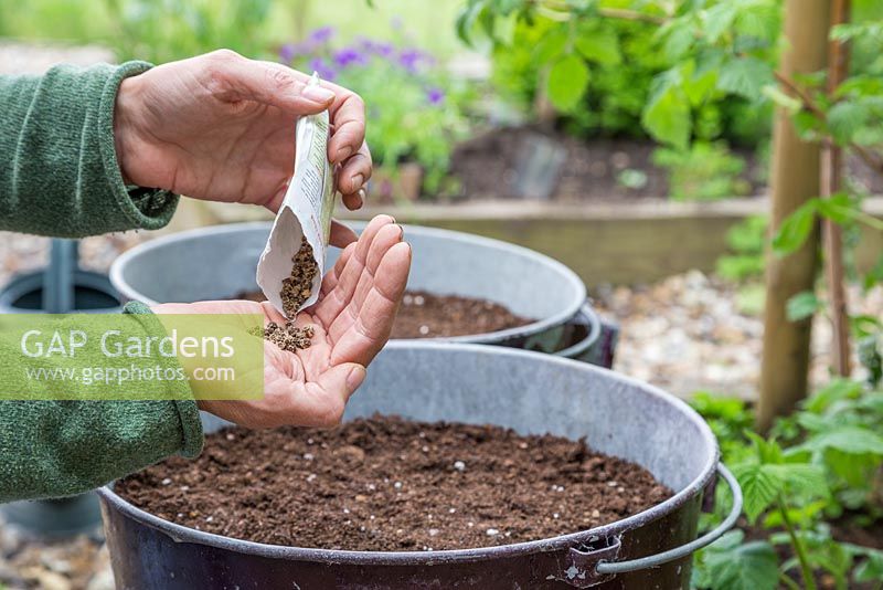 Emptying Chard 'Pot of Gold' seeds into hand