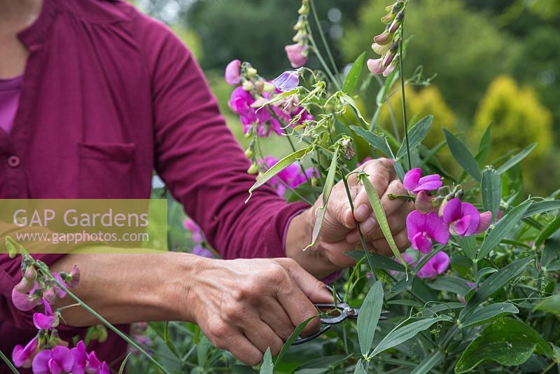 Woman cutting flowers of Lathyrus latifolius