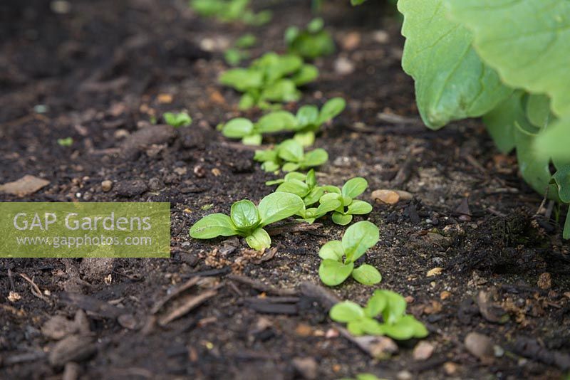 Growth development of Mache 'Big Seeded' - Valerianella Locusta seedlings