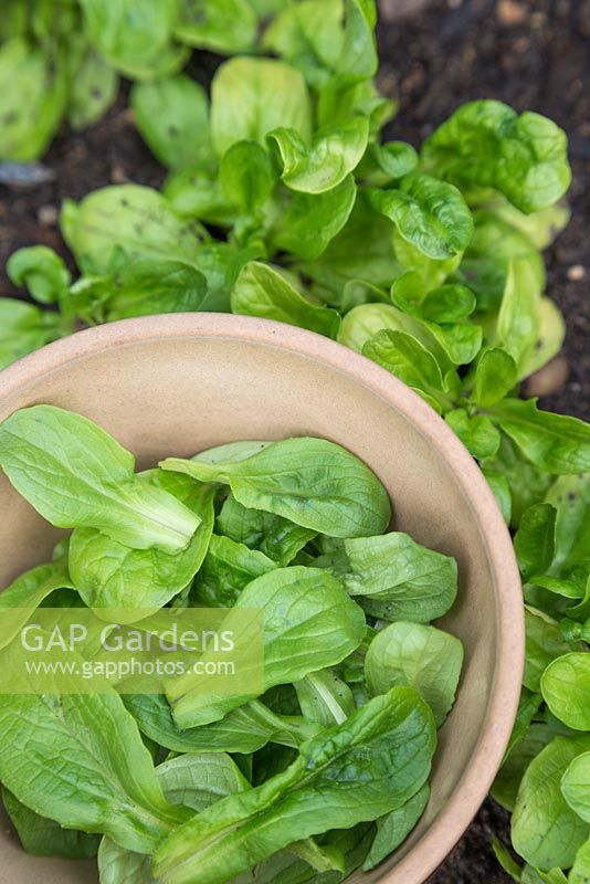 Bowl of Mache 'Big Seeded' - Valerianella Locusta harvest