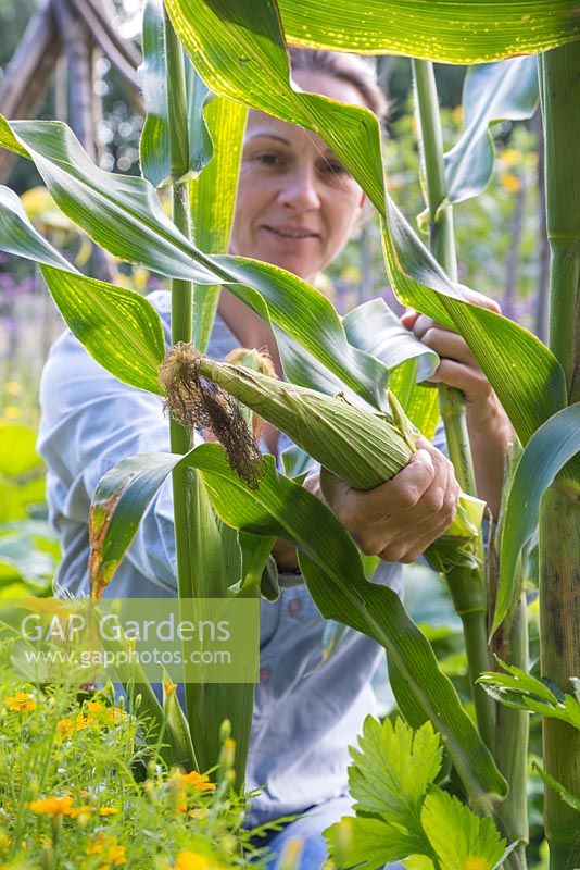 Woman harvesting Sweetcorn 'Minipop' F1 Hybrid - Zea mays var. rugosa