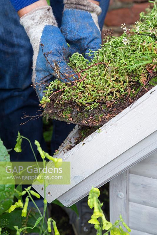 Neatly tuck the ends of the sedum matting flush to the dog kennel roof - creating a living roof