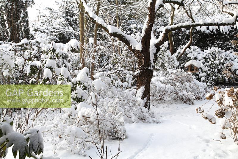 Groups of rhododendrons, azaleas, an old cherry tree and an old plum tree form a winter silhoutte next to lawn - Welsch Garden, Berlin, Germany