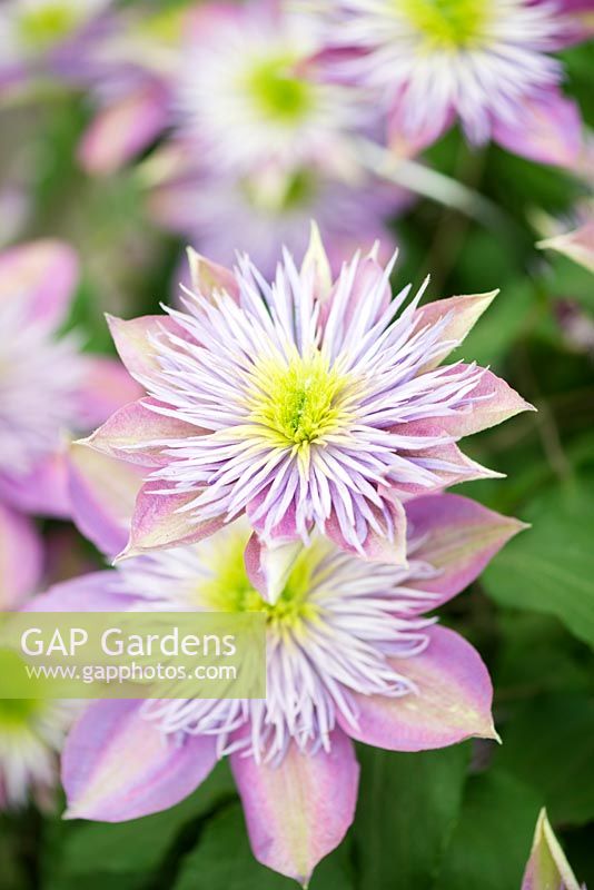 Clematis Crystal Fountain, 'Evipo038'