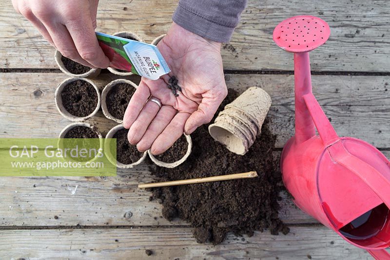 Emptying Morning Glory 'Scarlett O'Hara' seeds into hand