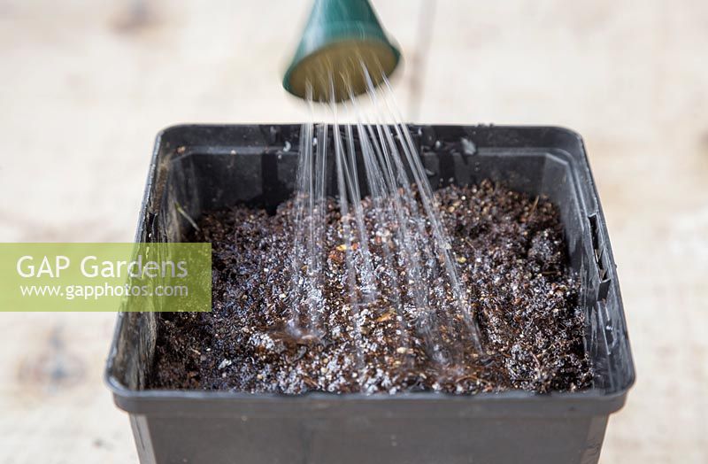 Watering freshly sown Setaria italica 'Lowlander' seeds