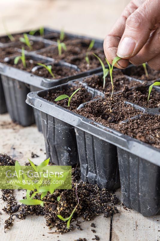 Pricking out Setaria italica 'Lowlander' seedlings