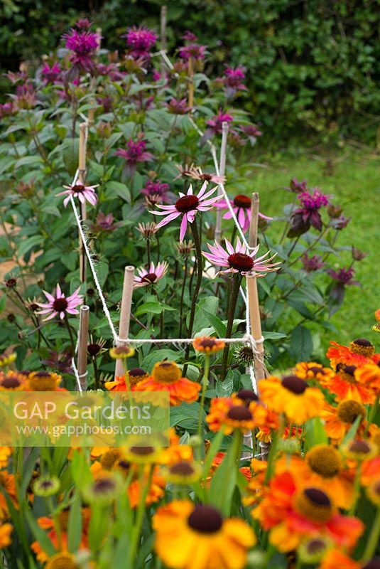 Helenium 'Sahin's Early Flowerer' in foreground with Echinacea purpurea supported by canes and twine.