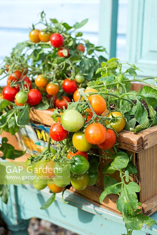 Tomatoes, outdoor type, 'Tumbling Red', displayed in vintage wooden vegetable box.