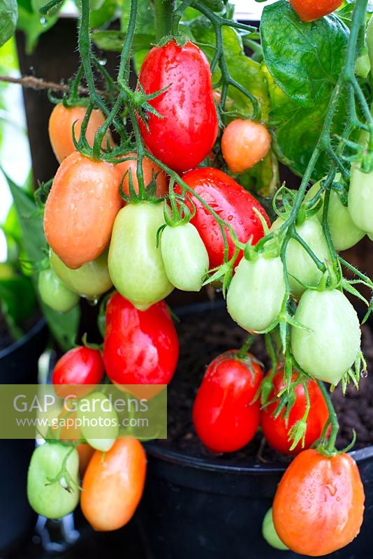 Solanum lycopersicum, plum type fruits, 'Rio Grande' - Greenhouse Tomato 