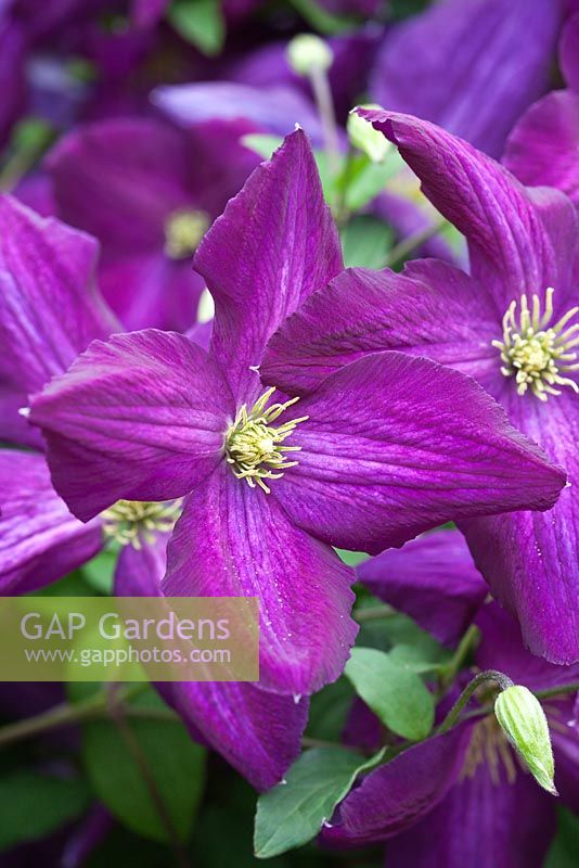 Clematis Jackmanii purpurea 'Zojapur'