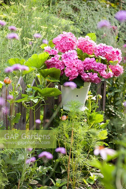 Bucket of hydrangea flowers on a wooden fence.