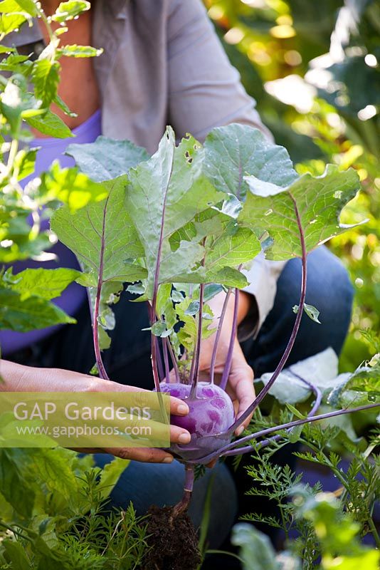 Harvesting kohlrabi 'Purple Vienna'.