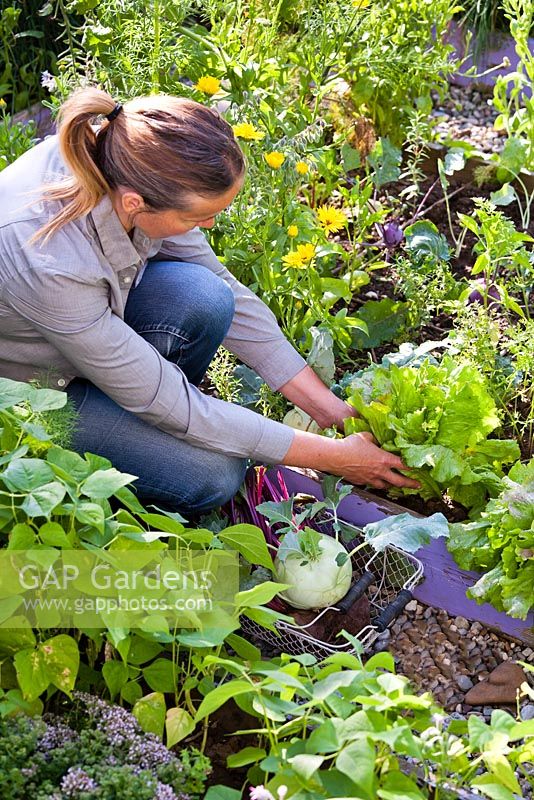 Woman harvesting vegetables - kohlrabi, beetroots and lettuce.