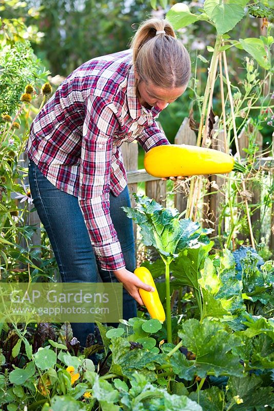 Harvesting Cucurbita pepo 'Soleil' Courgette