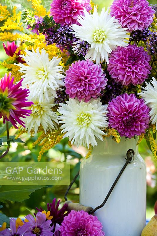 Floral arrangement. Jug of Dahlia, Solidago, Verbena bonariensis, Lythrum salicaria.