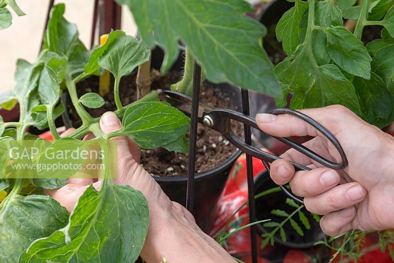Removing lower leaves of Tomato 'Alicante' - Lycopersicon esculentum to help air flow