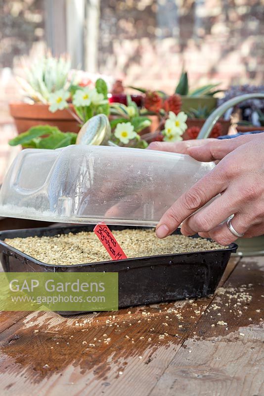 Adding a plastic lid to retain heat and moisture