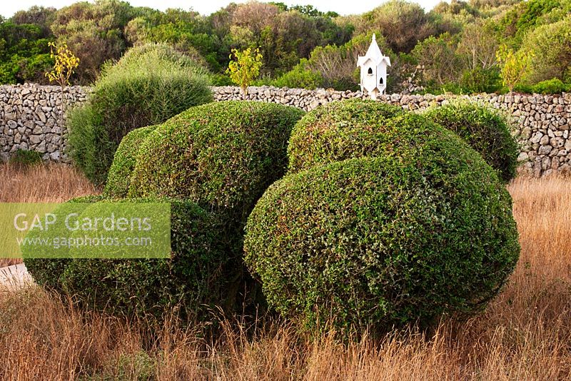 Clipped topiary olive trees in Mediterranean garden.  White wooden dovecote. Alaior, Menorca