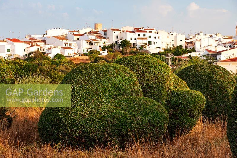 Clipped topiary olive trees with view of the town of Alaior, Menorca. 