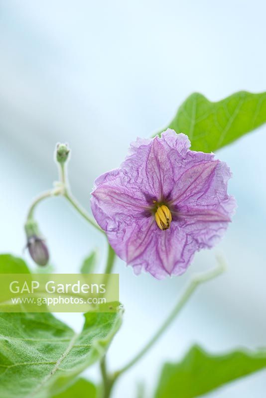 Solanum melongena - Aubergine early long purple 3 