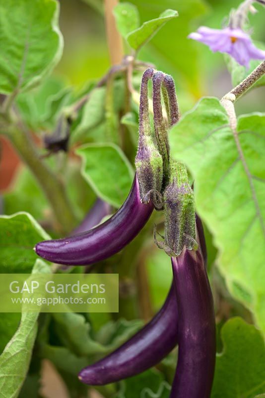Solanum melongena - aubergine farmers long f1 