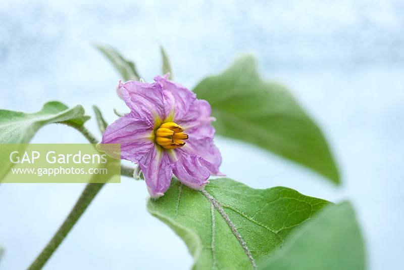 Solanum melongena - close up of the flower of an aubergine florida high bush 
