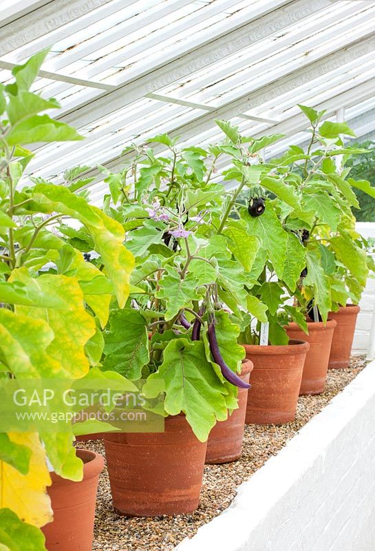 Terracotta containers with aubergine - in front is aubergine farmers long f1 - solanum melongena